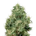 thumb of Strawberry Kush plant