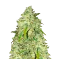 thumb of Sunset Sherbet plant
