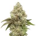 thumb of Super Boof Plant