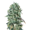 thumb of Super Glue plant