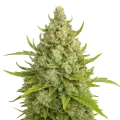 thumb of Plante de Super Lemon Haze Auto
