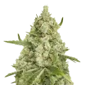 thumb of Super Lemon Haze plant