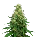 thumb of Super Silver Haze Auto Plant