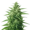 thumb of Super Skunk Auto Plant