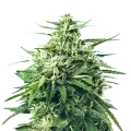 thumb of Super Skunk plant