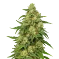 thumb of Sweet Tooth Auto Plant