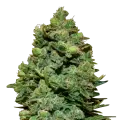 thumb of Swiss Cheese plant
