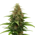 thumb of Tangerine Dream Auto Plant