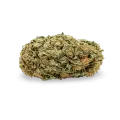 thumb of Tangerine Dream bud
