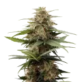 thumb of Tangerine Dream plant