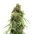 thumb of Tangie plant