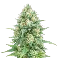 thumb of Tetra Express Autoflower Cannabis Plant