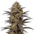 thumb of The Toad Cannabis plant