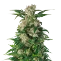 thumb of Trainwreck plant