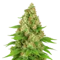 thumb of Triangle Kush Auto Plant