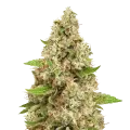 thumb of triangle kush plant