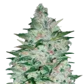 thumb of Tropicana Cookies Plant