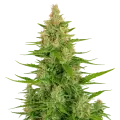 thumb of Wedding Cake Auto Plant