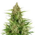 thumb of Wedding Cake plant
