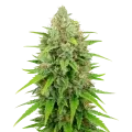 thumb of White Rhino Auto Pflanze