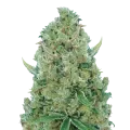 thumb of White Rhino Feminized
