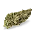 thumb of White Russian bud