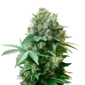 thumb of White Russian plant