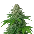 thumb of White Widow Auto Plant