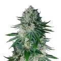 thumb of White Widow plant