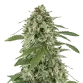 thumb of White Widow X Northern Lights plant