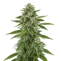 thumb of White Widow x Northern Lights Auto Plant