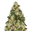 thumb of XJ-13 Plant