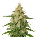 thumb of Zkittlez Auto Plant