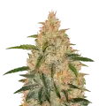 thumb of Zkittlez plant