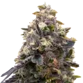 thumb of Zoap plant