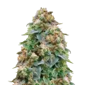 thumb of Zombie Death Fuck Plant