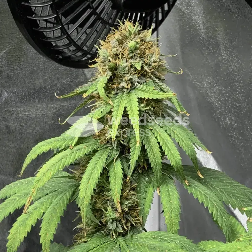 ACDC Cannabis Grown By customer