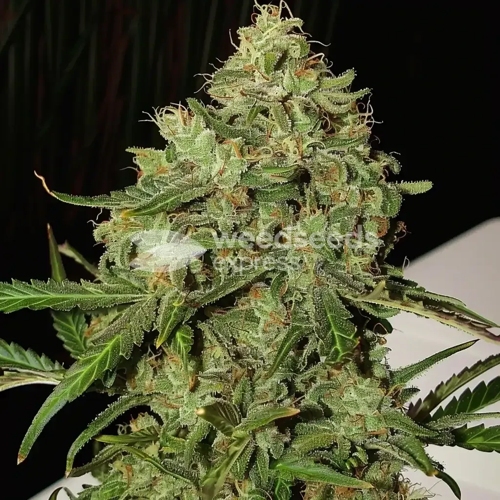 AK-47 Cannabis Plant