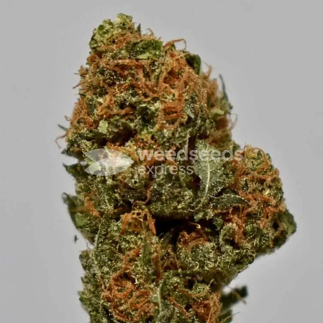  AK-47 Cannabis Bud Grown By customer