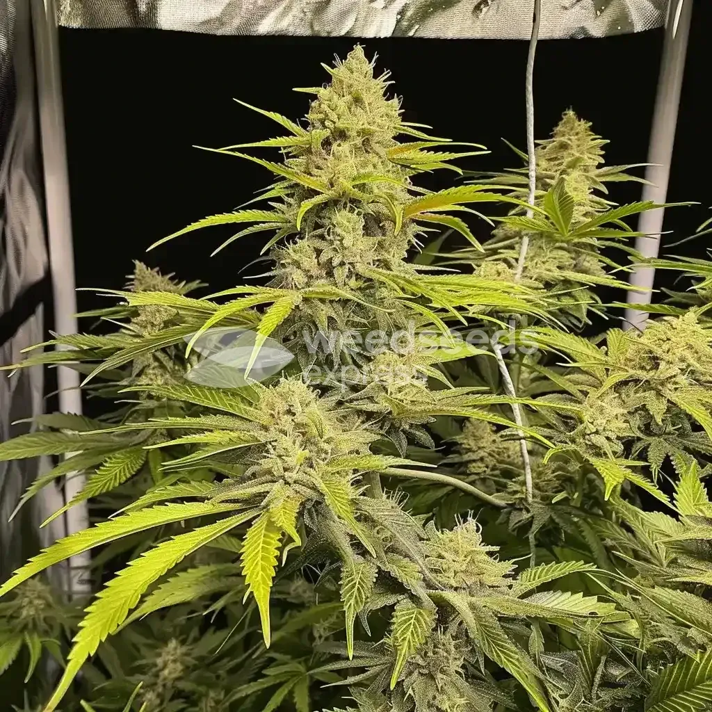 Acapulco Gold Pflanze gezüchtet von SheGrows
