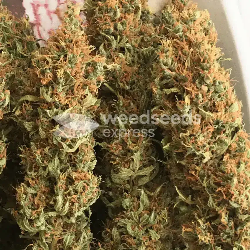 Durban Poison Buds von RebelMove