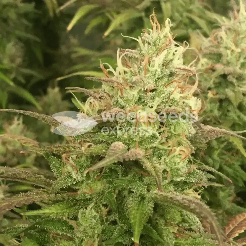 Gorilla Glue #4 Cannabis Plant