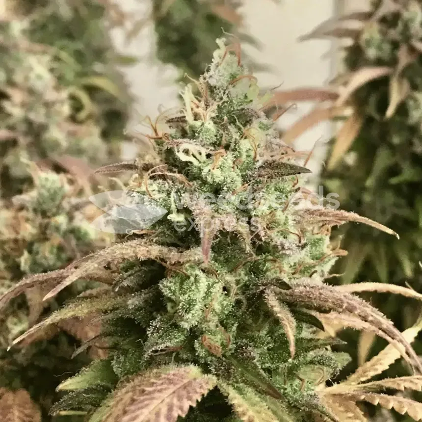 Gorilla Glue #4 Grown By customer