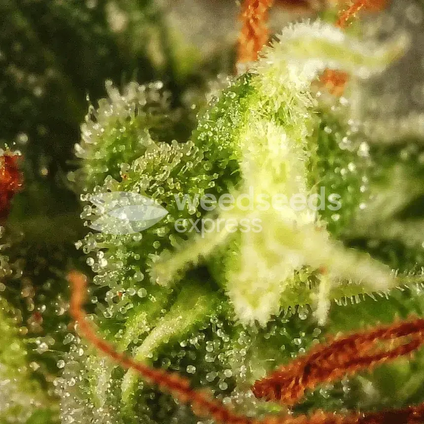 Harlequin Close up