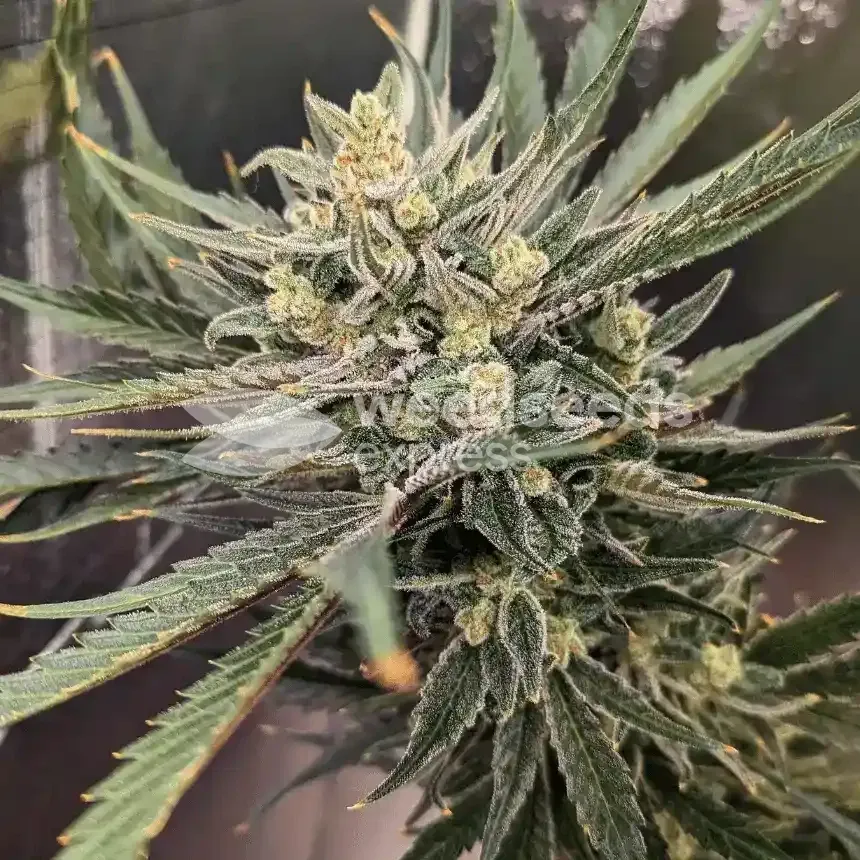 Hindu Kush Pflanze gezüchtet von Theia