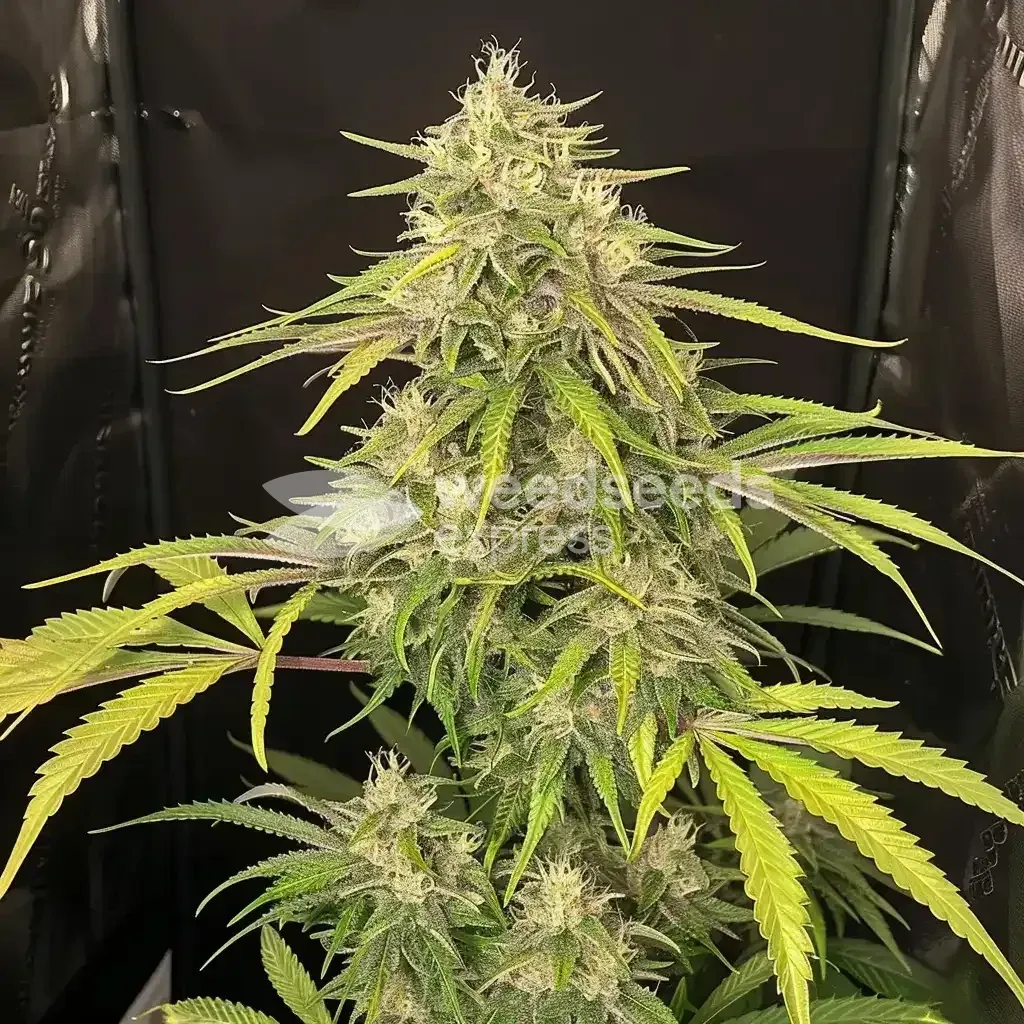 Super Lemon Haze Plant Grown by customer