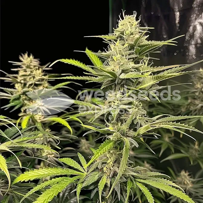 Sour Tsunami Cannabis Grown By customer