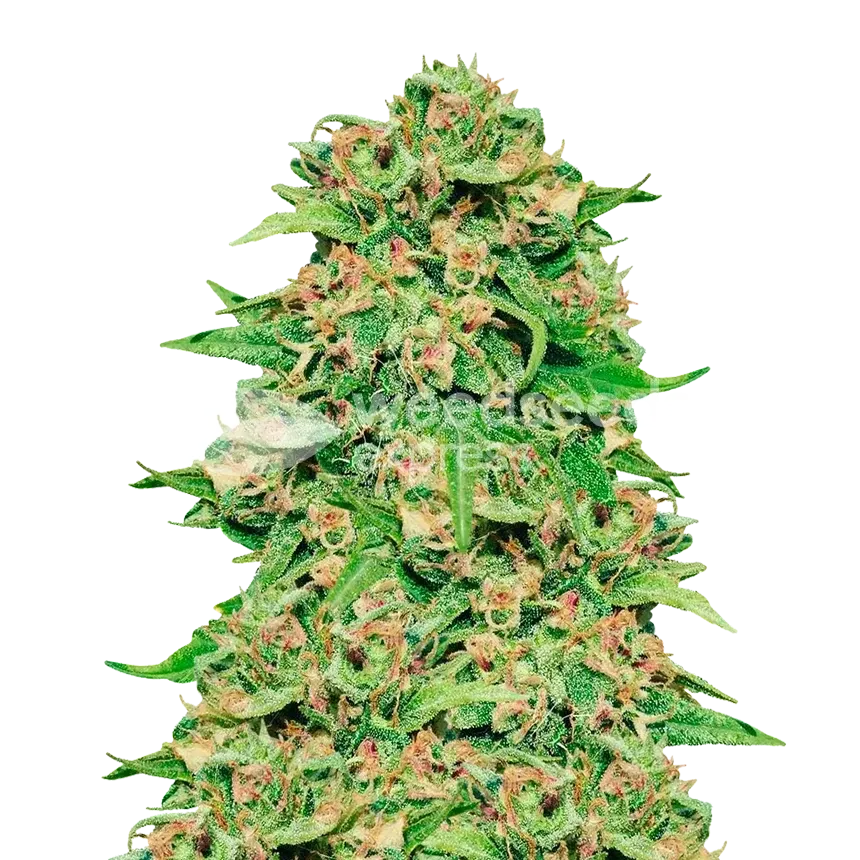 ACDC Cannabis Plant