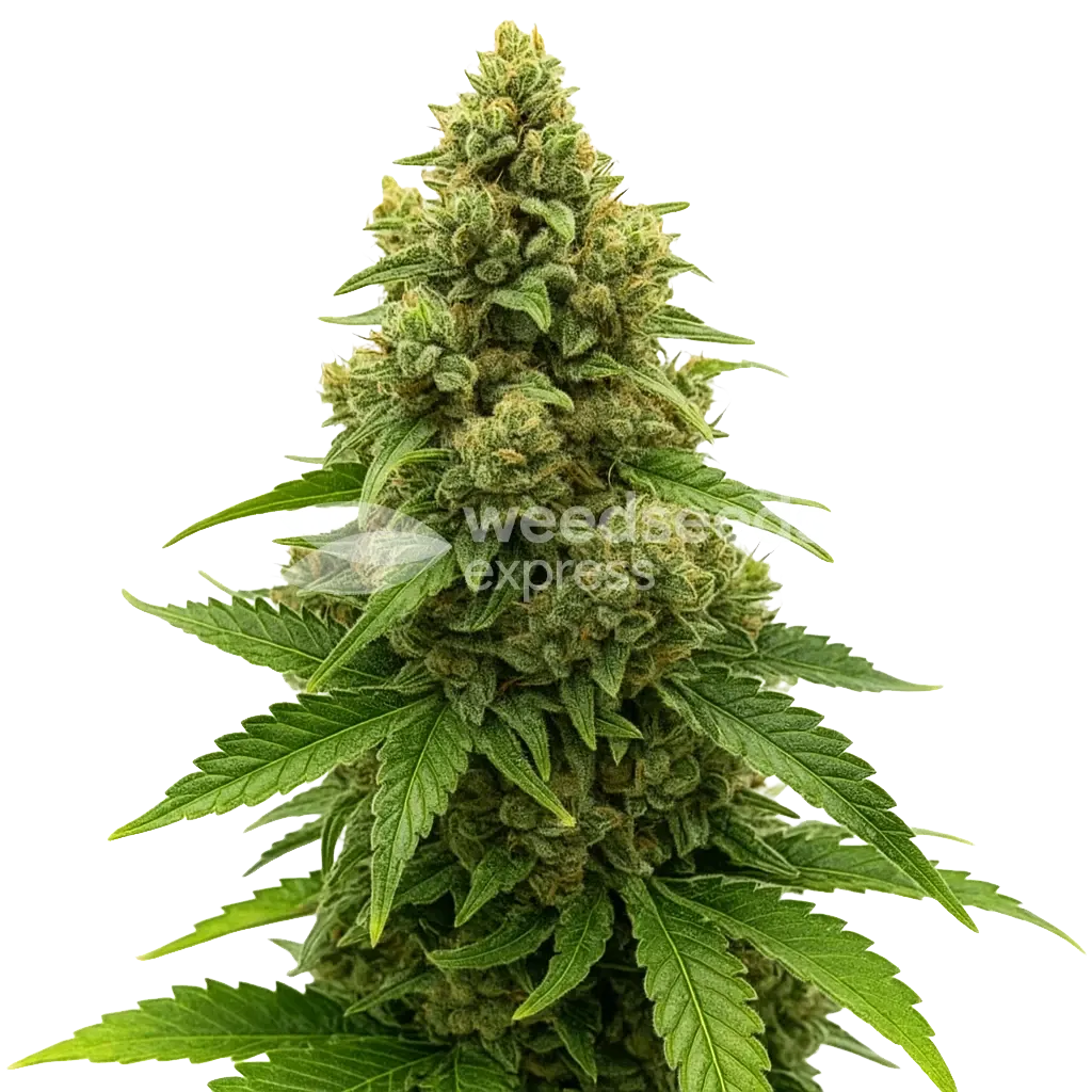 Amnesia Auto Schnellblühende Pflanze