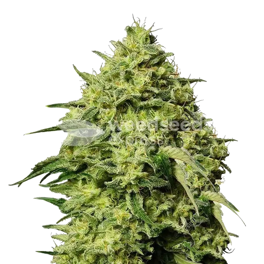 Amnesia Haze Cannabis Plant